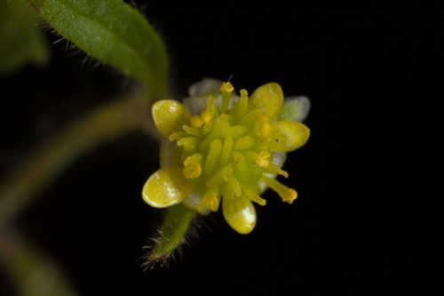Ranunculus parviflorus #29